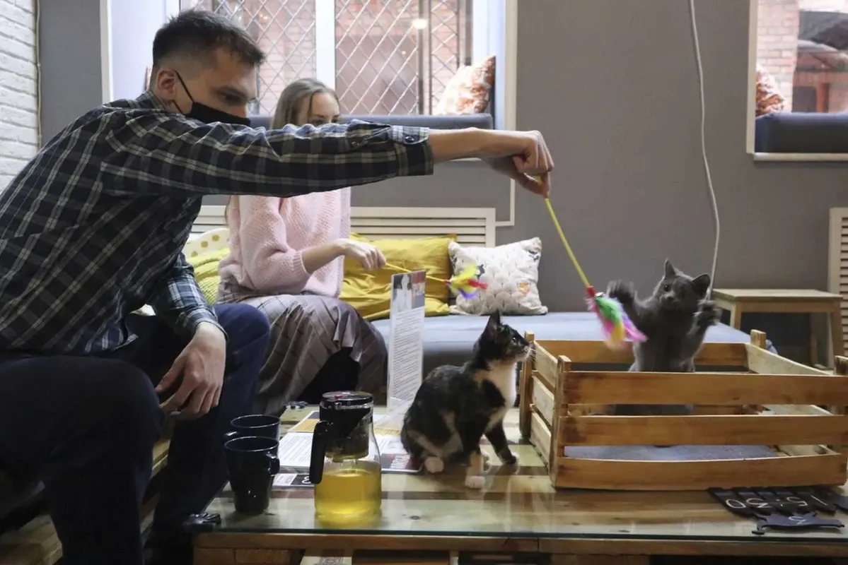 кафе кошек в санкт петербурге официальный сайт
